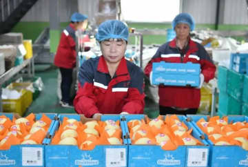 中国の生鮮梨、初めてアルゼンチンへ輸出
