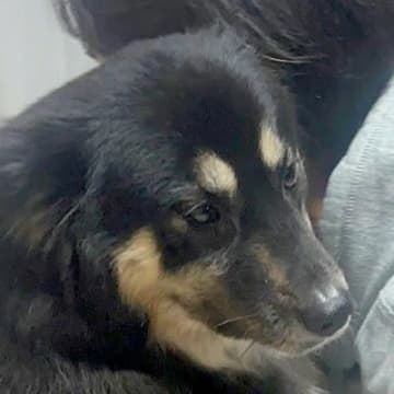 実家のおじいちゃんおばあちゃんに甘やかされすぎた犬→帰ろうとしていたら…可愛すぎる抵抗に1万いいね「虚無ｗ」「踏ん張ってる」と爆笑