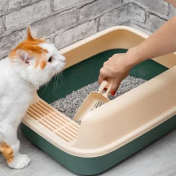猫の健康状態は『おしっこ』からもわかる！見るべきポイント4つと、特に危険度の高い尿の特徴