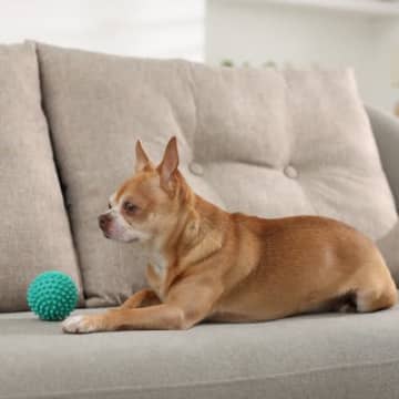 犬を守るために欠かせない『生活環境』とは？健康への悪影響やトラブルを防ぐポイントを解説