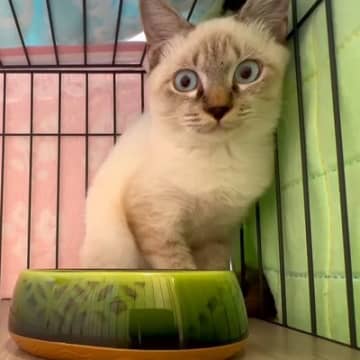 目をまんまるにして“ご飯拒否”する元野良猫→離れてモニタリングした結果…まさかの『今後が楽しみになる光景』に「安心した」「可愛すぎ」