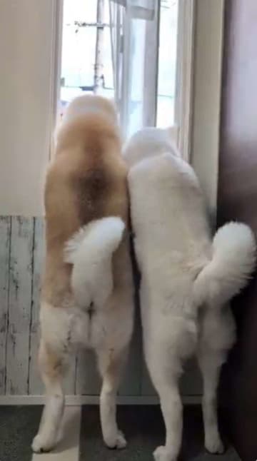 尻尾ブンブンでお見送りしてたのに...秋田犬の〝その後〟に11万人もん絶　「永遠に見てられる」「可愛すぎて泣きそう」