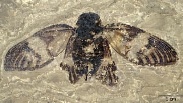 新たに命名された太古のセミの化石、保存状態良く翅脈もくっきり