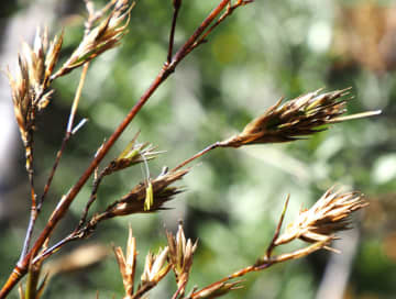 なぜ？120年の周期で咲くレアな花　独特すぎる植物「黒竹」とは　【急上昇ニュースのウラ】