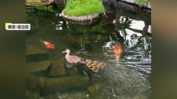 【独自】母ガモ追いかけ子ガモ12羽が“大冒険”小さな川を出て道路歩いて移動…最後は大きな川へジャンプ　東京・足立区
