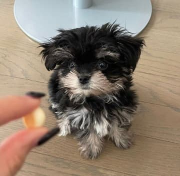 子犬が初めて見るおやつ「ボーロ」を“ガン見”　直後の「予想外すぎる反応」にクスッとする！
