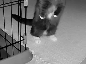 カメラの映像を確認すると…？　深夜に写りこんだ『二足歩行する生物』に驚きの声