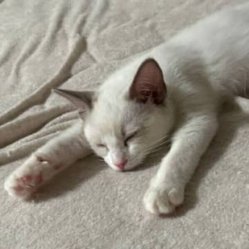 「オコジョ」のような見た目だった生後3カ月半の小さな子猫→1才になると美しいおとなのラグドールに成長！