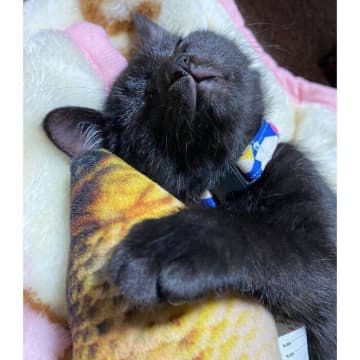 魚のおもちゃを大事そうに抱きしめて眠る子猫　「夢の中でお魚と戯れてる」ような寝姿にキュン！