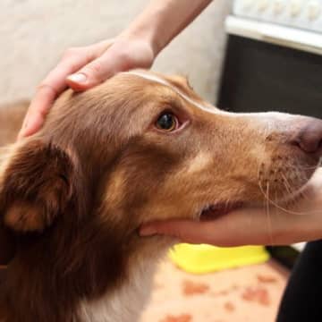 犬を不安にさせる『褒め方』4選　愛犬との信頼関係が崩壊する飼い主の間違った行動とは？