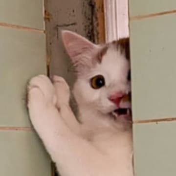 『何かを察知して逃げた猫』を探し回った飼い主→ようやく見つけたと思ったら…"まさかの姿"に5万いいね「吹いてしまった」「可愛すぎる」