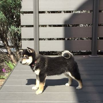 あどけなさが残る柴の子犬が7才に！→“たくましくすごく落ち着いた”柴犬に成長し「家族の一員」に！