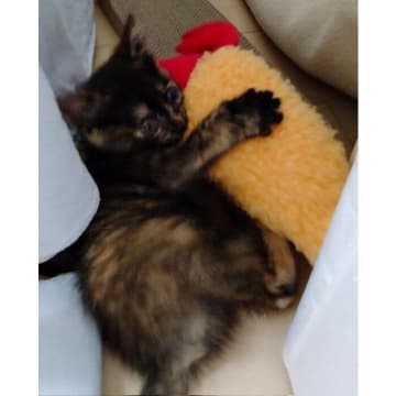 初めてもらったぬいぐるみをケリケリする保護子猫→2年後、今でも“特別な友達 ”をギュッと抱きしめる成長姿にグッとくる！