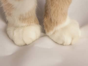 「レベルが高い」　猫がふみふみしている『場所』に笑いが込み上げる