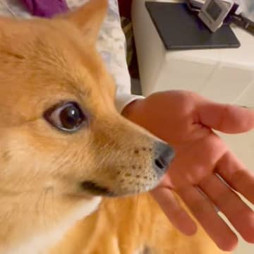 犬を撫でている最中に『毛が抜けちゃったドッキリ』してみた結果→思った以上に『ブチギレる光景』が212万再生「目がマジで草」「激怒ｗ」と爆笑