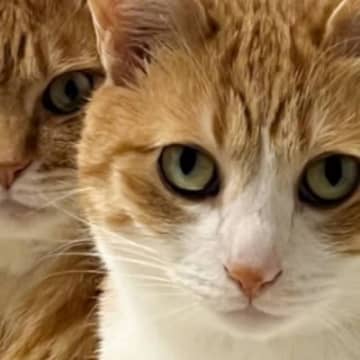 もう５月、ホットカーペットの電源を切っておいたら猫が…圧が凄すぎる"２匹の姿"に「爆笑ｗｗ」「ハッキリ要求してくるよねｗ」と73万表示