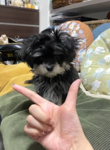 あごのせ……しない！ ワンちゃんが披露したリアクションにSNS悶絶「かわいすぎる」「これはこれで正解だね」