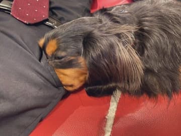 「何を考えているの？」パパのポケットに「鼻ズボ」するのが大好きな犬　行動の理由を獣医師が解説