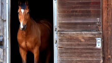 乗馬クラブ移籍について