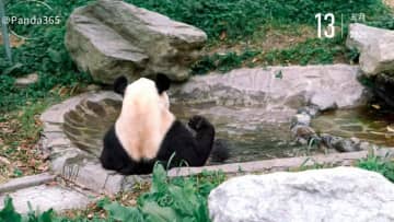 水浴びするパンダのリーリーを撮影　中国四川省