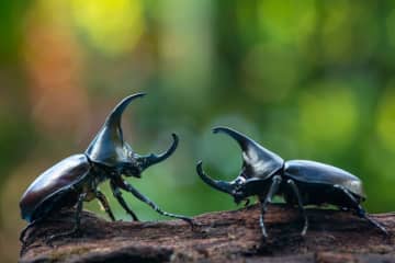 ホームセンターでカブトムシやクワガタを買う前に知っておくべきこと4選