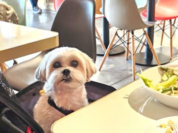 ビルズお台場でペットと店内で食事ができるイベント「ビルズペットウィーク」開催中！