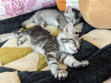 遊び疲れて“寝落ち”した無邪気な姉妹猫→1才の現在、「とにかく甘えん坊でやんちゃ」に成長した姿にほっこり！