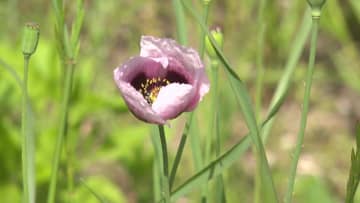 麻薬の原料となる植物「アツミゲシ」初夏を彩る薄紫色の美しい花 実は“違法なケシ”だった…繁殖力強く注意が必要