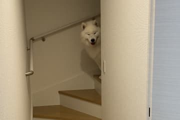 「やってやったぜ！」　自宅の「階段ゲート」を突破して不敵な笑みを浮かべる大型犬が話題に