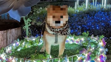 完全闇落ちした柴犬の“覚醒姿”が話題！「我を呼んだのはお前か？」封印を解かれたラスボス感ある風格に「脳に語りかけてきそう」