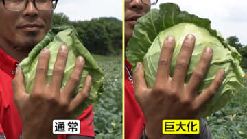【異変】「1.5倍くらい重い」気温上昇でキャベツ“巨大化”し価格に変化…最高値からほぼ半額に　「おかわり自由」とんかつ店に笑顔