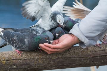 ハトに餌を与えてしまう人の５つの心理…どう伝えればやめてもらえる？