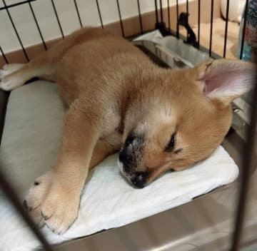新しい環境に慣れ安心したように眠るあどけない柴の子犬→2年後、「キリッとした顔つきのたくましいコ」に成長！