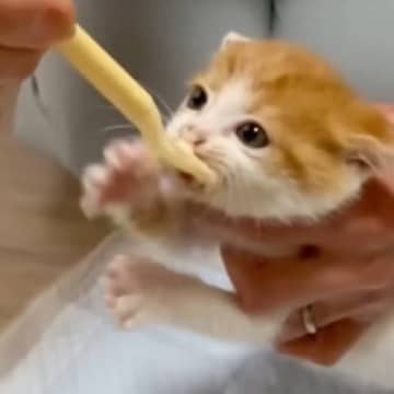 納屋で保護された赤ちゃん猫に『ごはんをあげた』結果…とんでもない『食べ方』が可愛すぎると38万再生「野良全開ｗ」「ワイルド食いｗ」