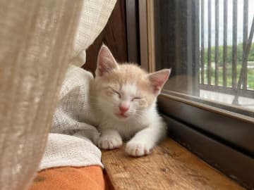 怖くてカーテンに隠れて眠っていた生後2カ月の保護子猫→2年後、“イケメン”な猫に成長し、リラックスして窓の外を眺める姿にほっこり！