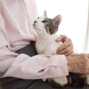 お願いニャ～！愛猫があなたに『おねだり』しているときの態度3選　見られたら必ず応えたほうがいい？