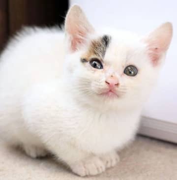 保護した子猫を見て「将来は“ボス気質”になるだろう」と直感!?→7年後の「予想どおりな成長姿」にほっこり