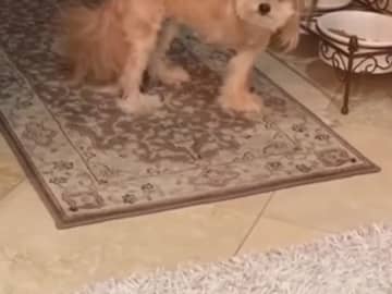 「え、今の何…？」『キョトン顔』が止まらない犬に３２万「いいね！」