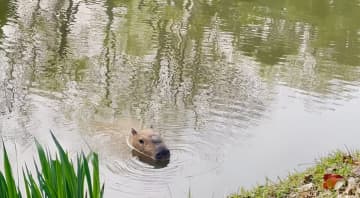 「尋ね人」ならぬ「尋ねカピバラ」、動物園の懸賞広告が話題に―浙江省