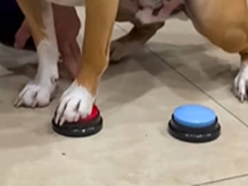 「押すなってば！」犬が『赤いボタン』を死守した理由が賢すぎると話題に