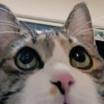 『ちょっとヤバ顔撮れた』おやつを前にした猫の表情を見てみると…とんでもない姿が71万いいね「アインシュタイン？」「待ってるｗｗ」