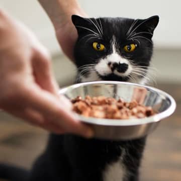 隣人の猫にエサを与え続けた女性に意外な判決…スイスでの裁判が国内外で注目集める