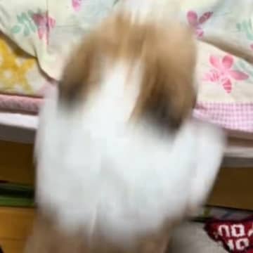 ベッドにジャンプして飛び乗ろうとするふわふわの犬→次の瞬間…ダサすぎる『まさかの光景』が144万再生「めちゃくちゃ可愛い」「吹いたｗｗ」