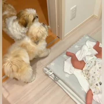 赤ちゃんがいきなり号泣→2匹の小型犬が一緒になって…尊すぎる光景に「オドオドしてて可愛い」「なんて微笑ましい光景」と11万再生