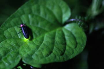 ホタルの生息地、東伊豆・大川温泉で観賞イベント