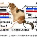 三毛猫の毛色パターンはどう決まる？　「オレンジ遺伝子」の実体をついに解明