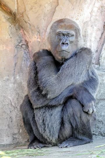 ニシゴリラの「ローラ」死ぬ　47歳、16日から献花台　千葉市動物公園