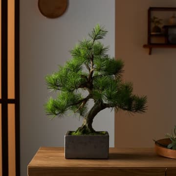 日本の職人が一から制作する本格的工芸盆栽 A-BONSAI(R)と信楽焼窯元とのコラボレーションが実現!5月18日(日)早朝5時からSHOP CHANNELで発表! 5月18日(日)早朝 5:00-6:00 SHOP CHANNEL「深夜に発見 トレジャーハント!本格派AーBONSAI」に出演決定!