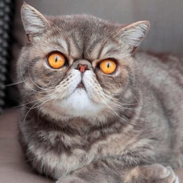 行方不明になった猫、ビールでサバイバル！？