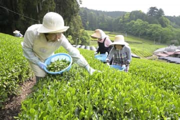 奥久慈茶産地、新茶の手摘み始まる　茨城・大子